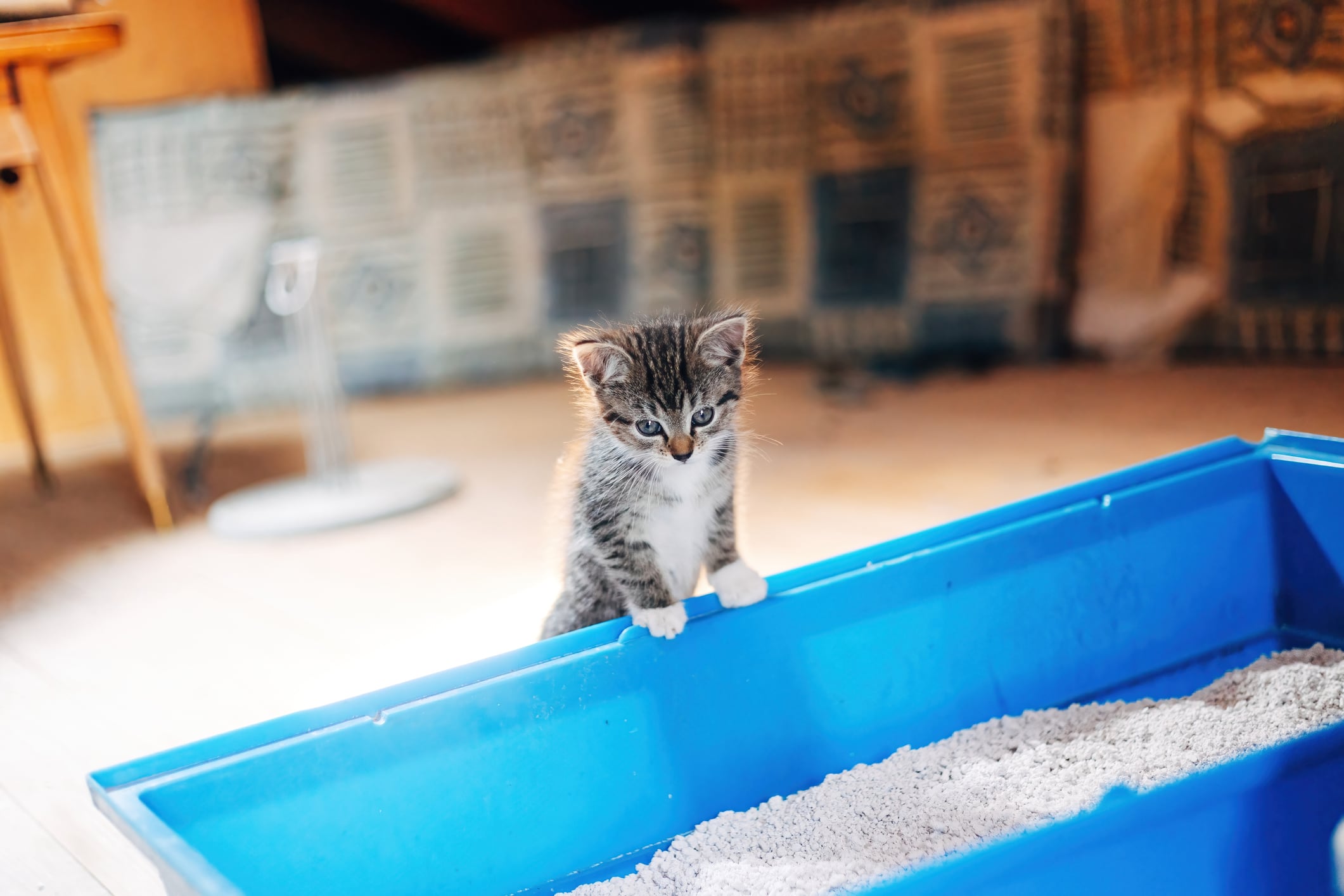 Cómo conseguir que tu gato use su caja de arena