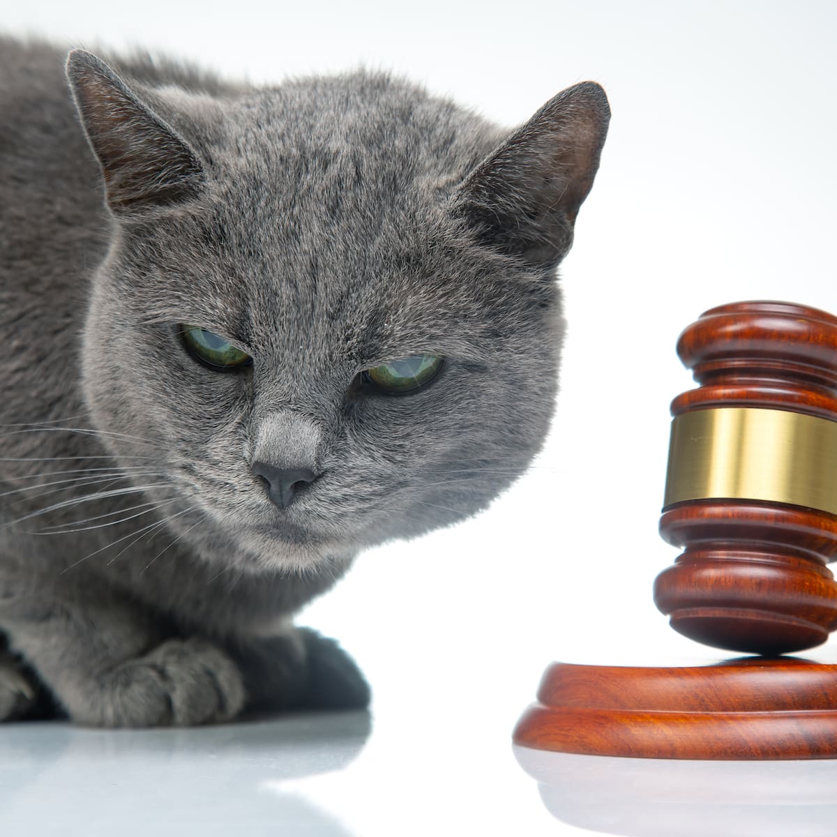 Animales juzgados en tribunales medievales: cuando cerdos o ratas eran condenados por "delitos"