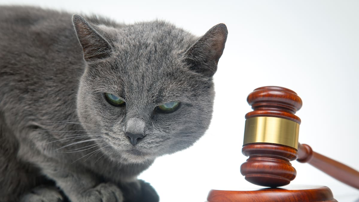 Animales juzgados en tribunales medievales: cuando cerdos o ratas eran condenados por "delitos"