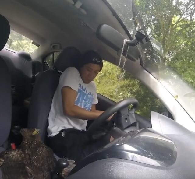 Águila salvaje entra a carro de youtuber y le da enorme susto