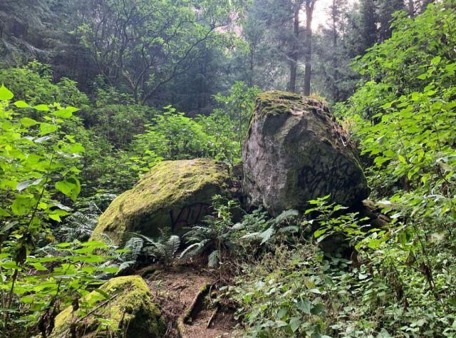 Abraza un árbol y relájate