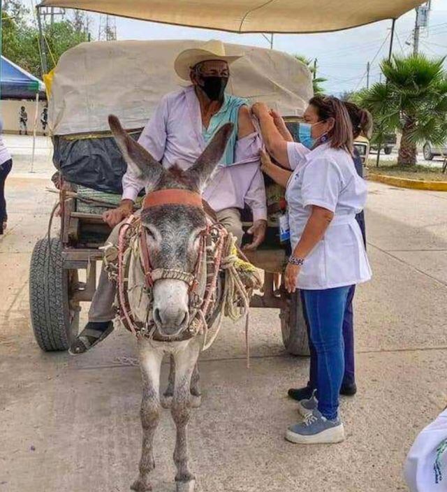 Don Gonzalo llegó a recibir su vacuna en su carreta y burro