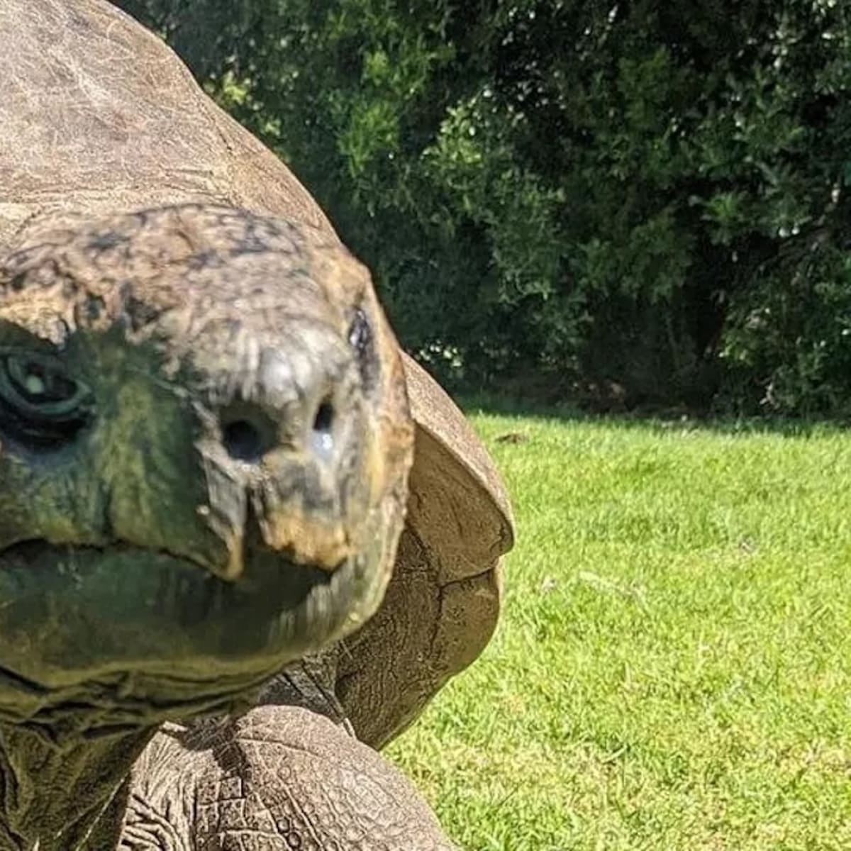 Este es el animal terrestre más longevo del mundo
