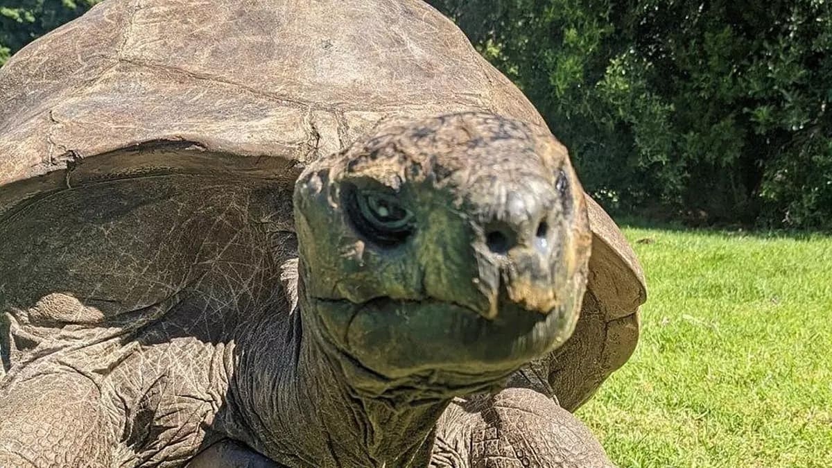 Este es el animal terrestre más longevo del mundo