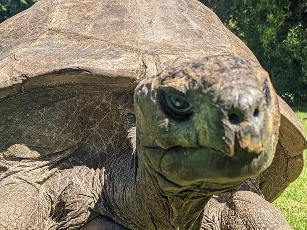 Este es el animal terrestre más longevo del mundo