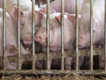 Europa lleva a España a los tribunales por la ganadería industrial