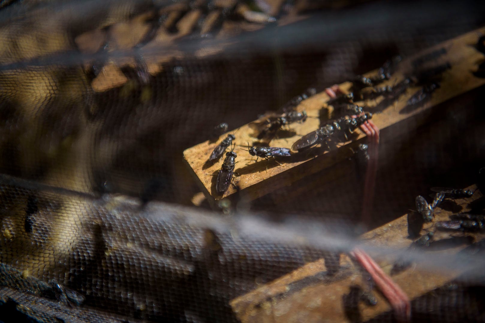 Los insectos se destinan principalmente a pienso para animales.