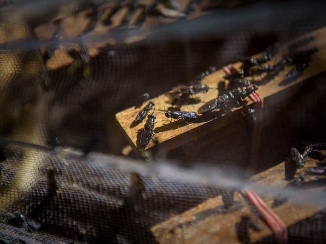 Los insectos se destinan principalmente a pienso para animales.