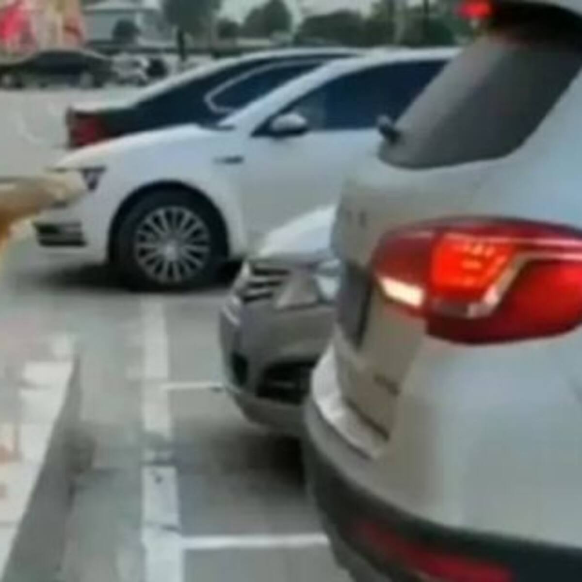 Se hizo viral un video de un perro ayudando a su dueño a estacionar