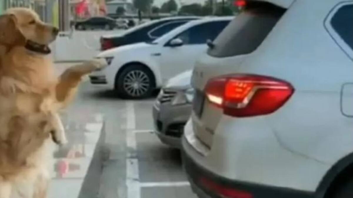 Se hizo viral un video de un perro ayudando a su dueño a estacionar
