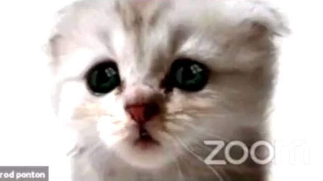 Abogado no puede quitar filtro de gatito en zoom