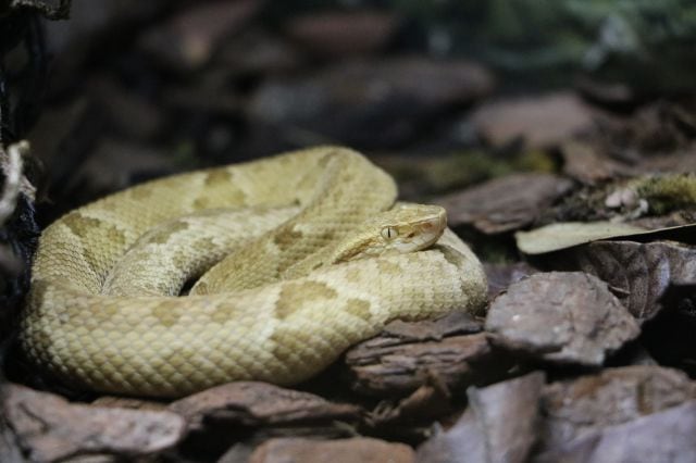 Bothrops insularis.