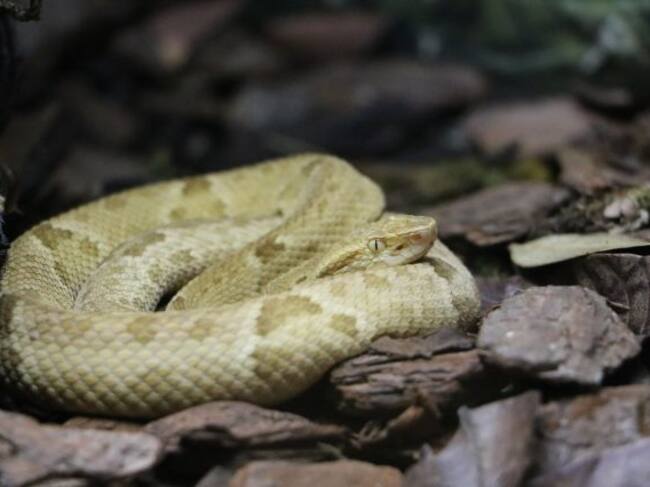 Bothrops insularis.