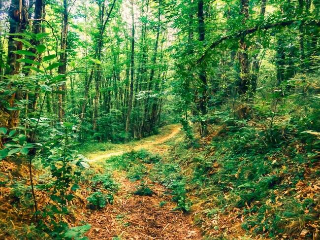 Soto de Castaños de Villar de los Barrios (foto: arbolybosquedelaño.es).