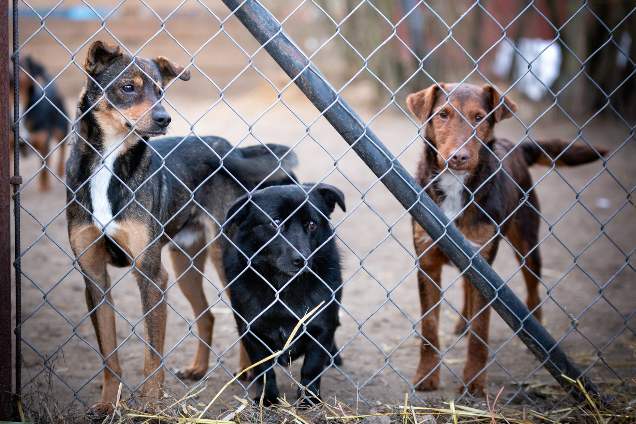 La adopción de perros cayó el año del confinamiento.