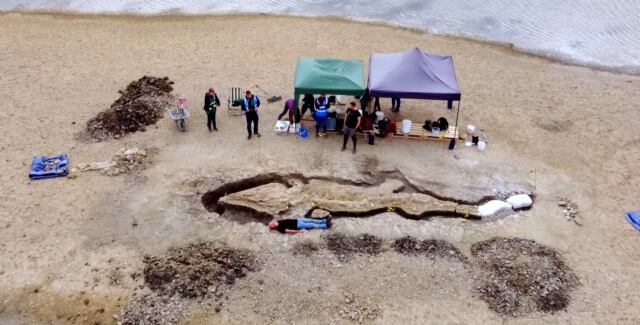 Dragón marino encontrado en Reino Unido