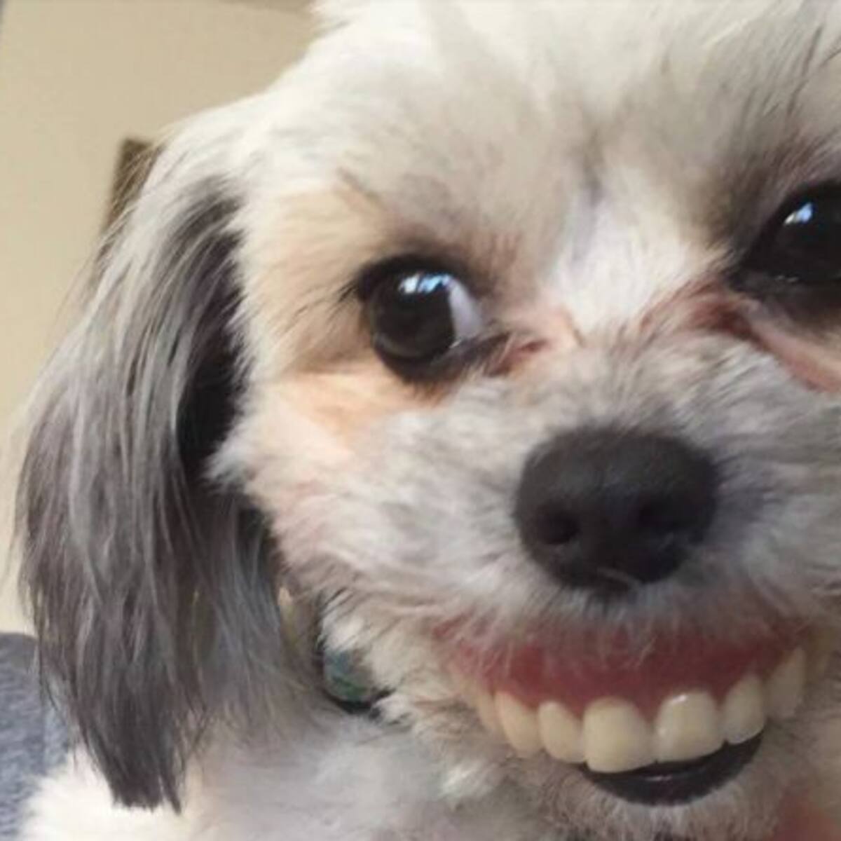 El mejor meme: Le pusieron una dentadura postiza a un perro
