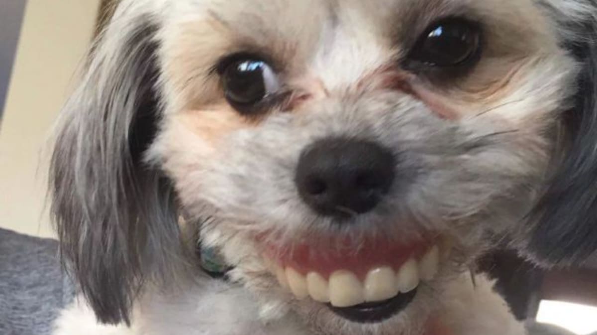 El mejor meme: Le pusieron una dentadura postiza a un perro