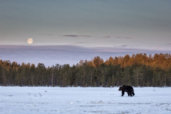 La luna llena de febero también se conoce como Luna del Oso.