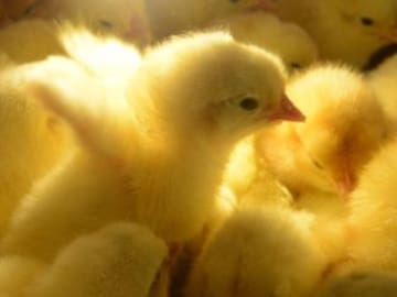 Duras imágenes de maltrato animal en granjas certificadas con el sello de bienestar animal