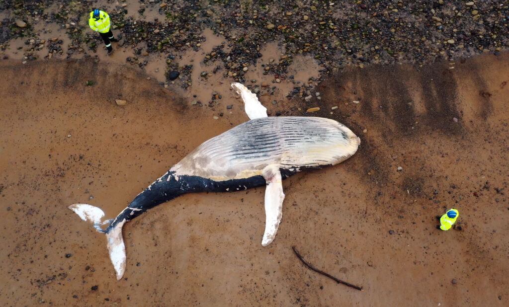 Ballena muerta, encontrada a la orilla de la playa