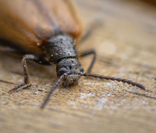 Le tiene miedo a los insectos