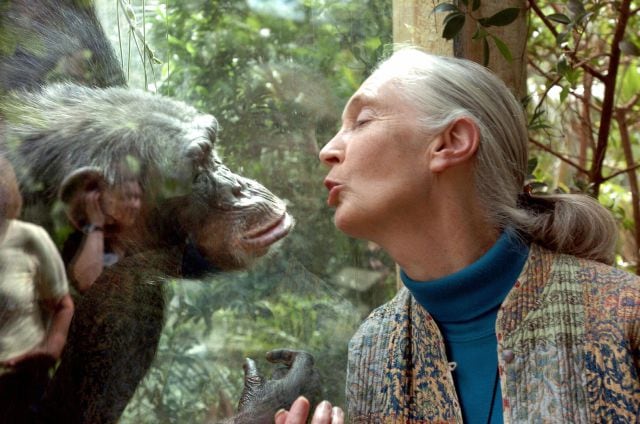 Jane Goodall. 