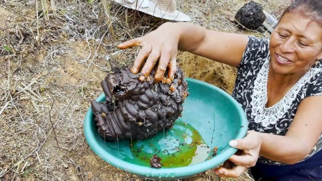 La miel de tierra es hecha por mosquitos y no por abejas