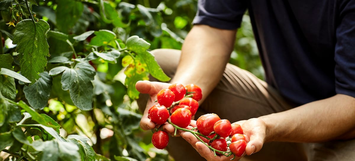 El clima está cambiando la manera de producir alimentos.
