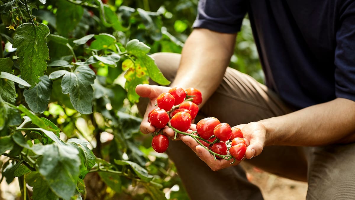 El cambio que llega a tu plato: Europa aprueba cultivos capaces de sobrevivir al calor y las sequías