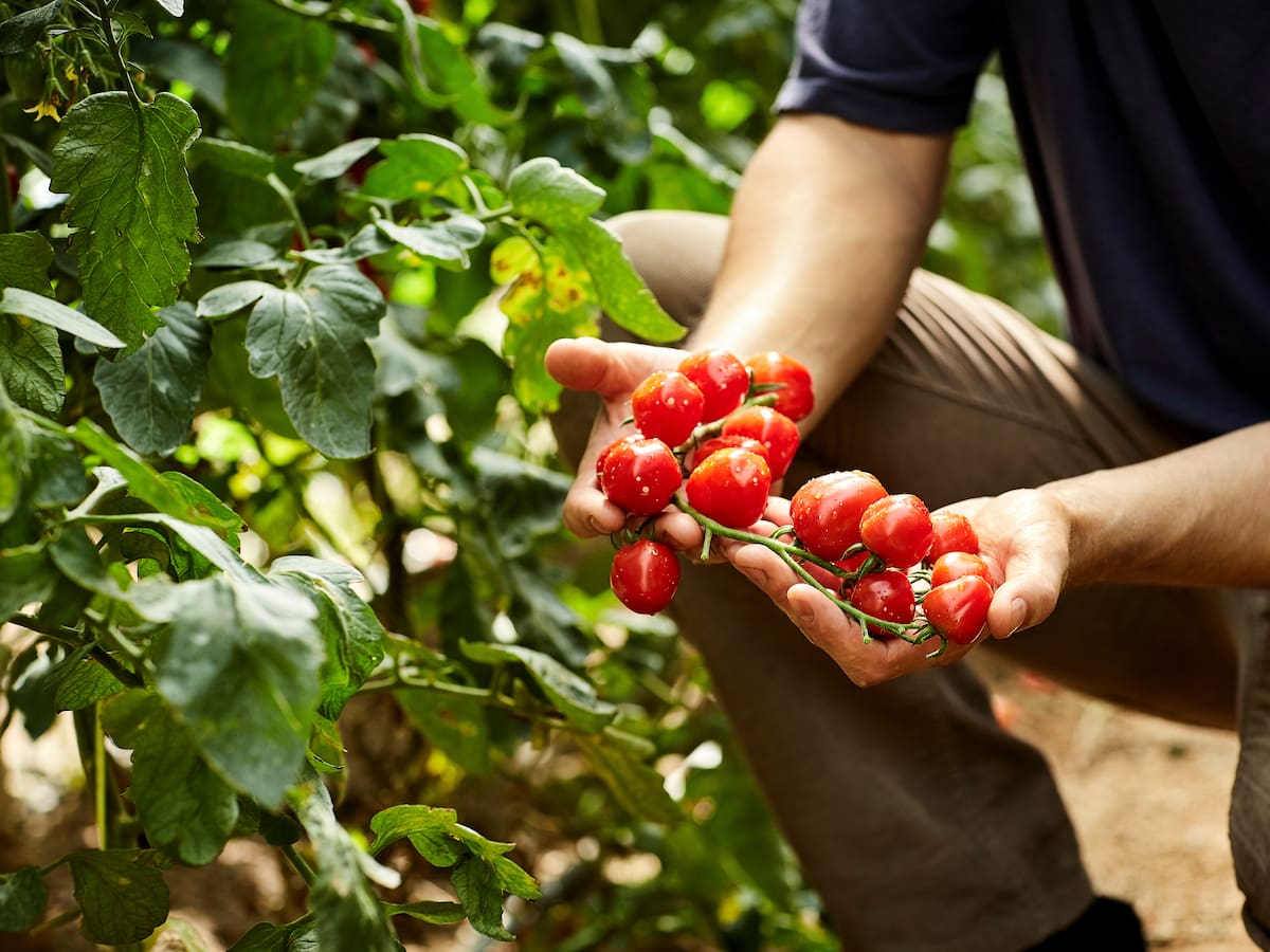 El cambio que llega a tu plato: Europa aprueba cultivos capaces de sobrevivir al calor y las sequías