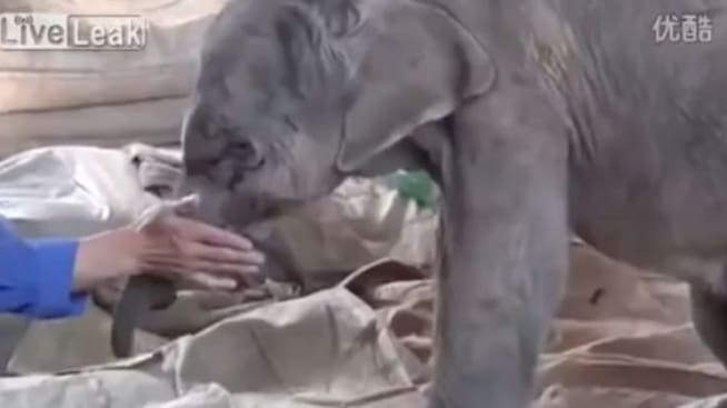 El elefantito no dejó de llorar en más de cinco horas