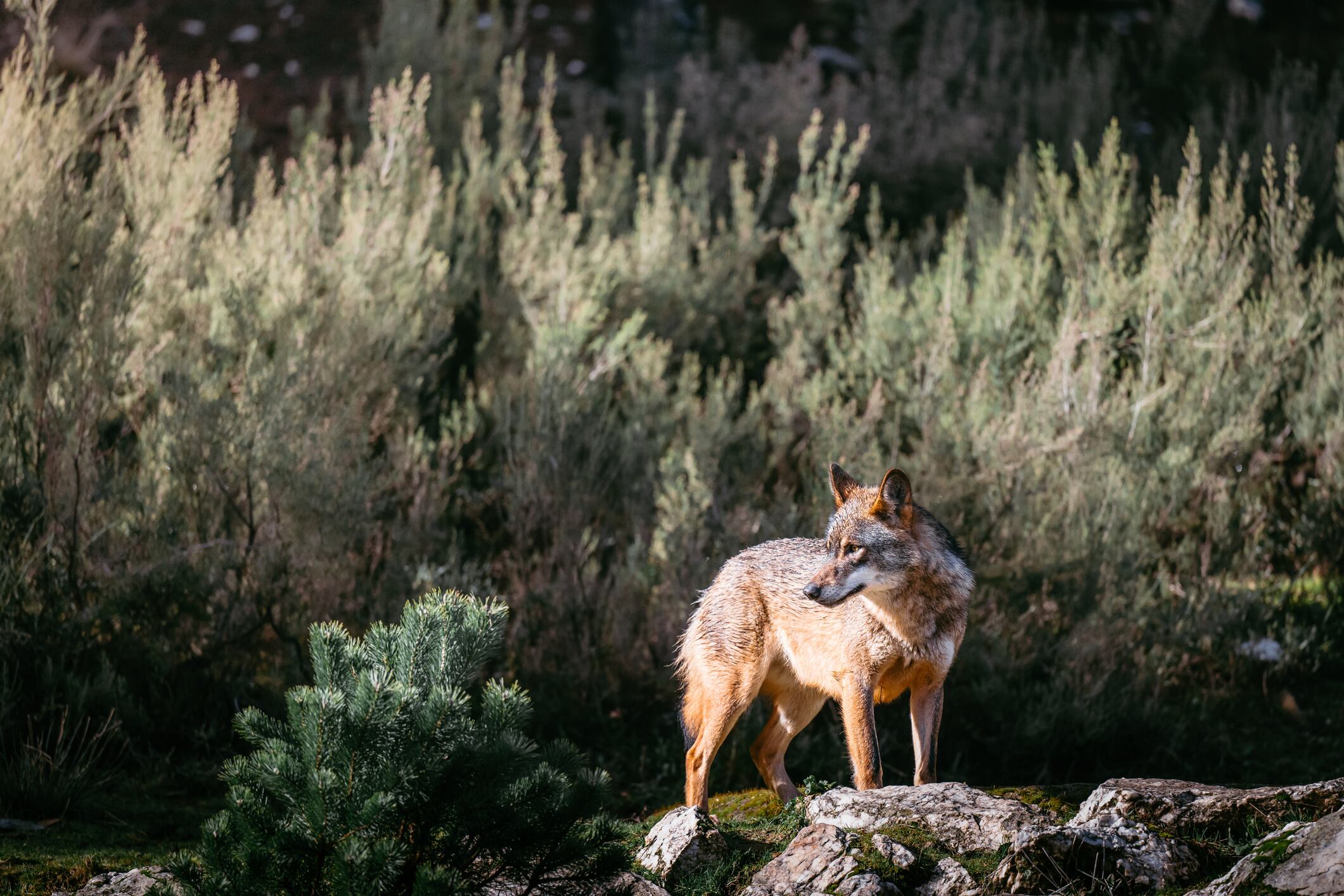El lobo está, desde hoy, un poco más protegido en Asturias.