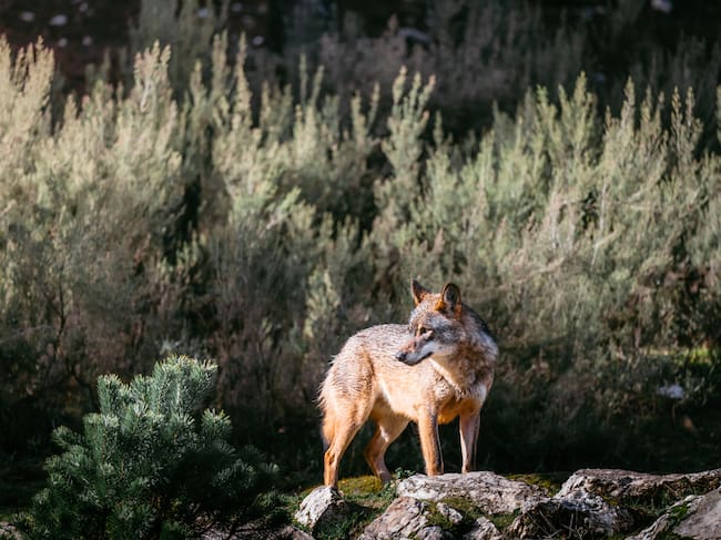 El lobo está, desde hoy, un poco más protegido en Asturias.