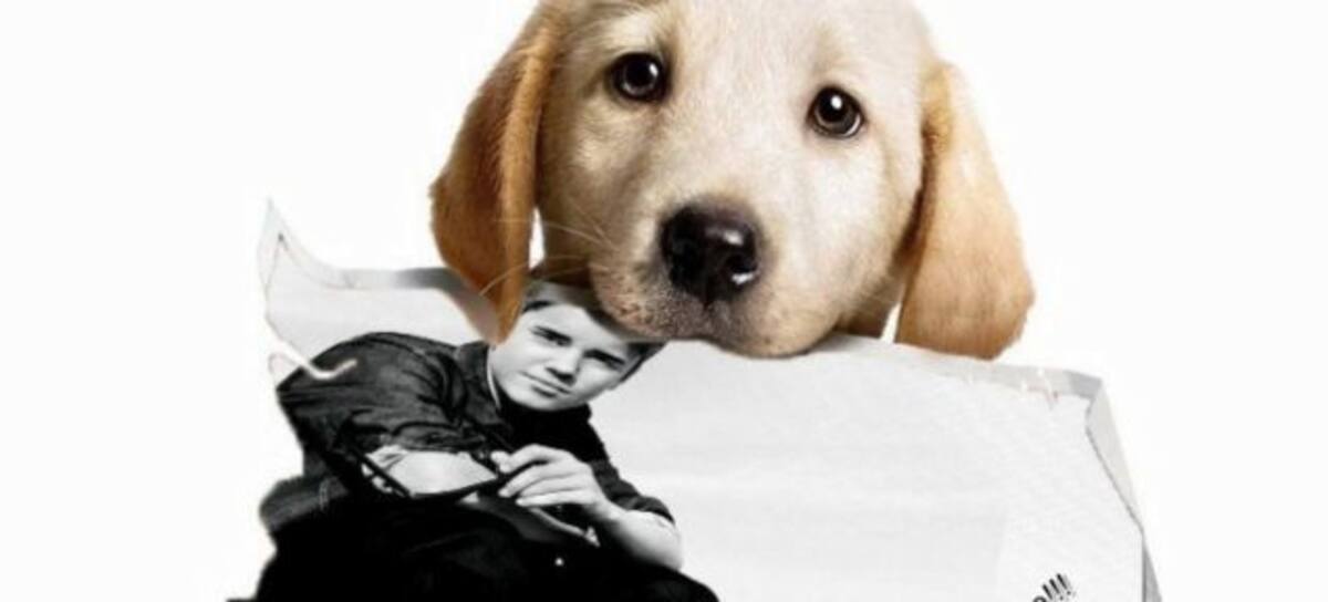 El perro de Justin Bieber es furor en Instagram!
