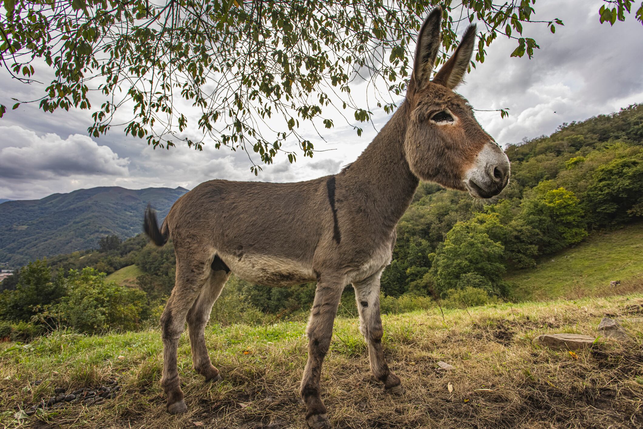 Día Mundial del Burro