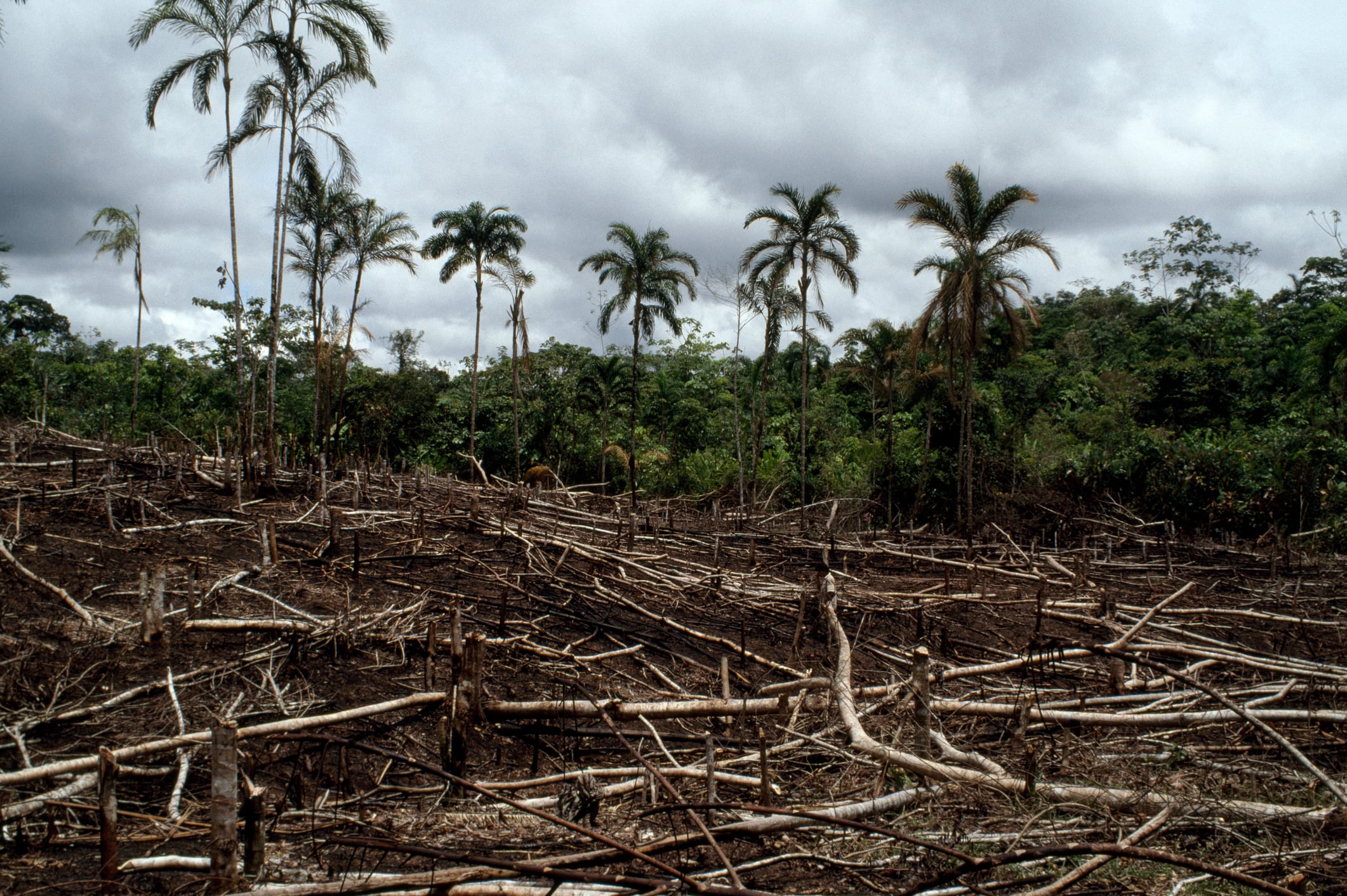 La deforestación es uno de los principales problemas de la selva amazónica.