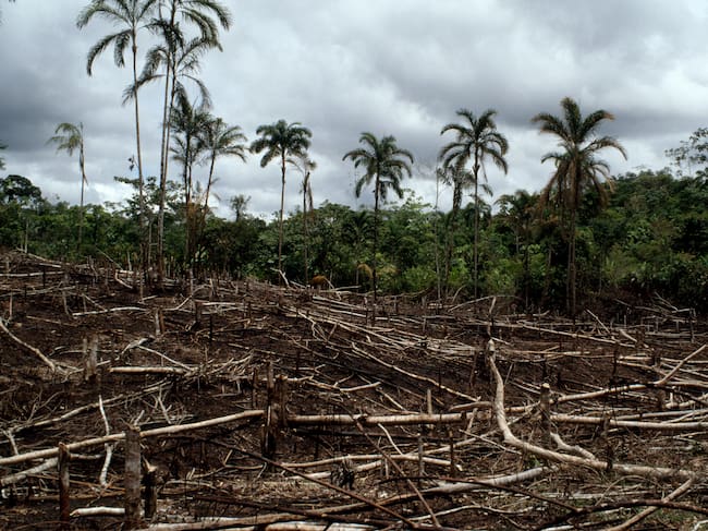 La deforestación es uno de los principales problemas de la selva amazónica.