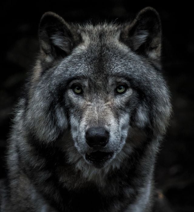 Imagen de un lobo.