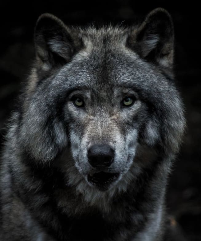 Imagen de un lobo.