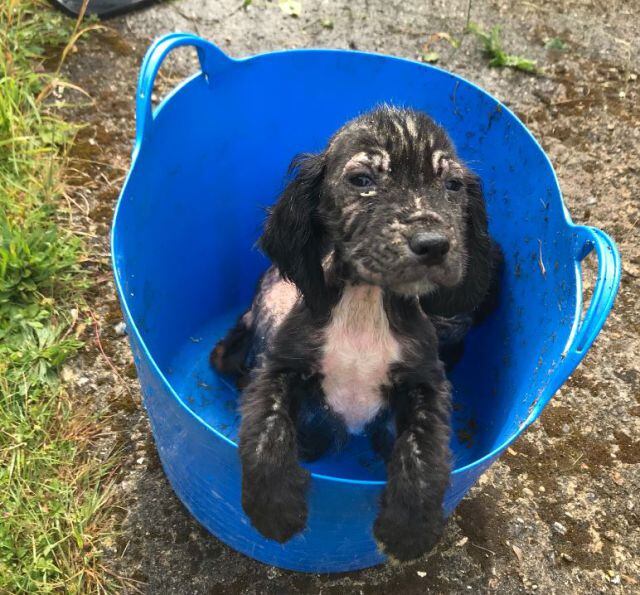 Badger, perrito rescatado de la basura, ahora es perro policía