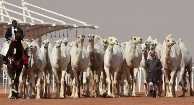 Camellos en el concurso de belleza