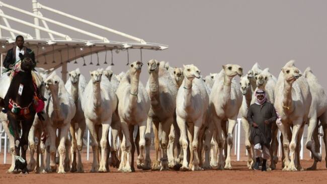 Camellos en el concurso de belleza