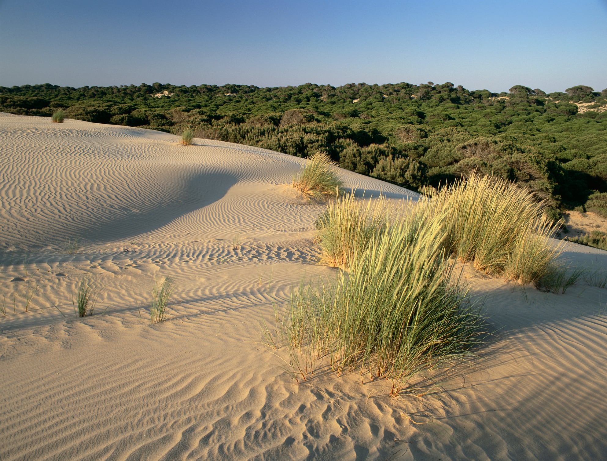 Dunas de Doñana.