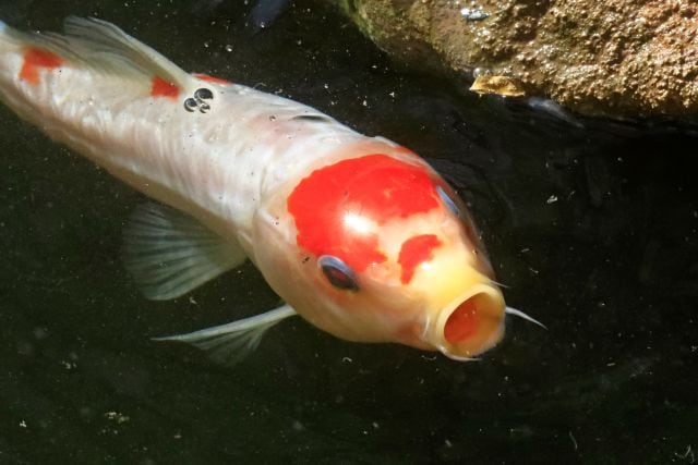 Los peces koi son carpas de enorme valor en la cultura oriental