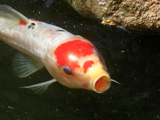 Los peces koi son carpas de enorme valor en la cultura oriental