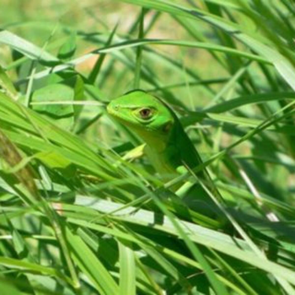 Con esta app podés ver el mundo como un insecto