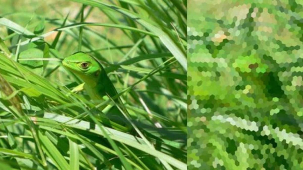 Con esta app podés ver el mundo como un insecto
