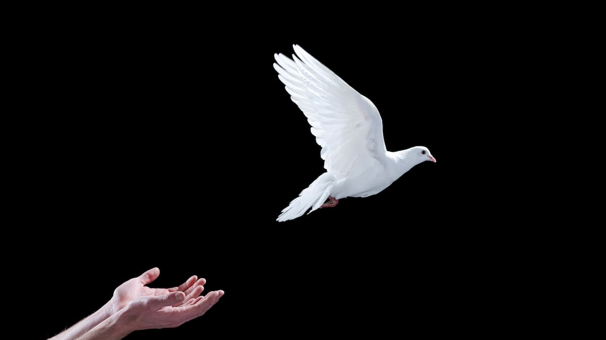 Descubren cómo consiguen orientarse las palomas (y es sorprendente)