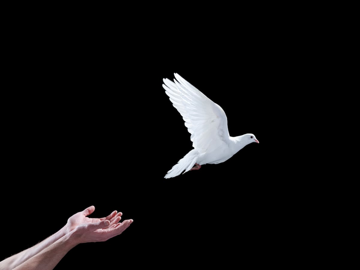 Descubren cómo consiguen orientarse las palomas (y es sorprendente)